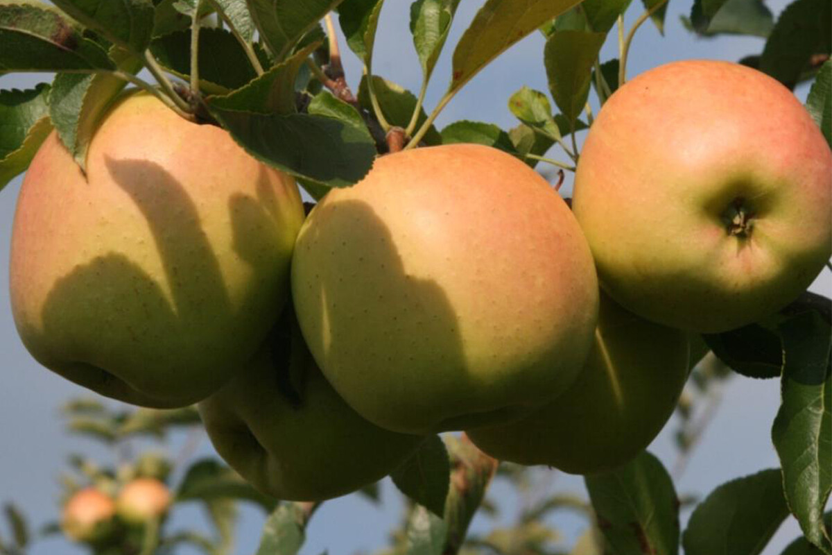 Jablka Golden Delicious Reinders