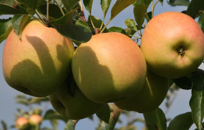 Jablka Golden Delicious Reinders