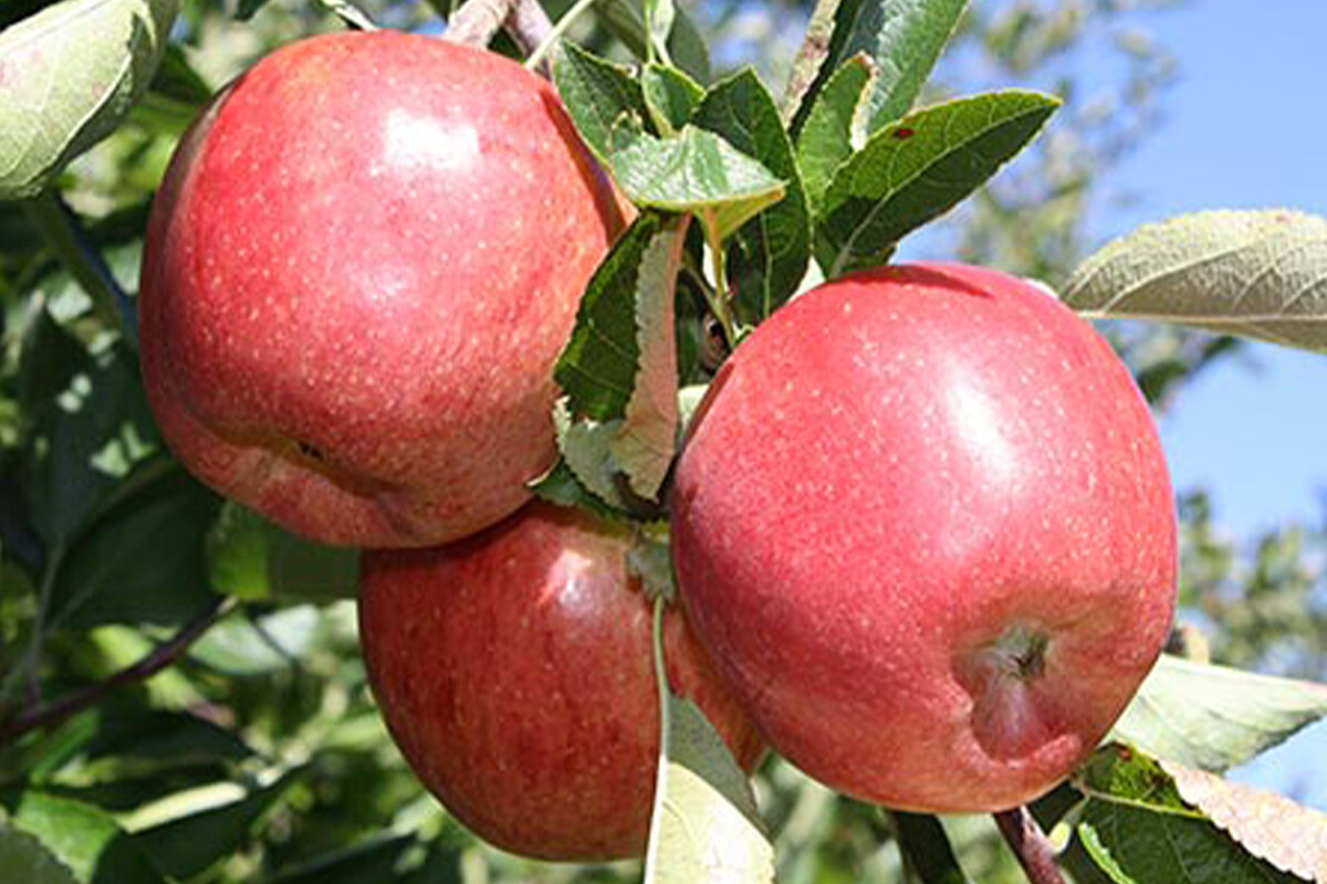 Jablka Braeburn